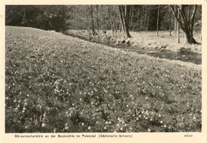 01848 Polenztal, M�rzenbecherbl�te near Bockm�hle b/w