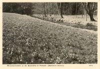 01848 Polenztal, M�rzenbecherbl�te near Bockm�hle b/w