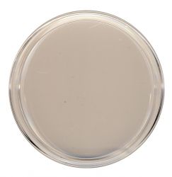 Mnzen Kapsel Durchmesser 101 mm fr (z. B.) 1 Kilogramm - 1 kg - Kookaburra / Koala / Lunar in Silber